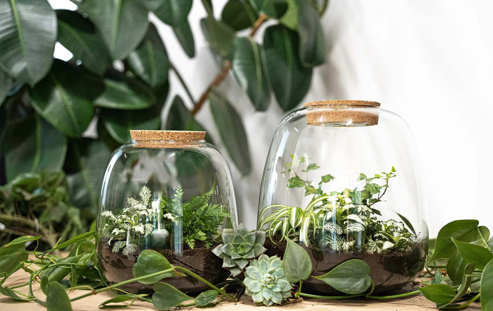 Terrarium Diy Kit - Gino - Diy Kit - ↑ 25 Cm - Ø 23 Cm
