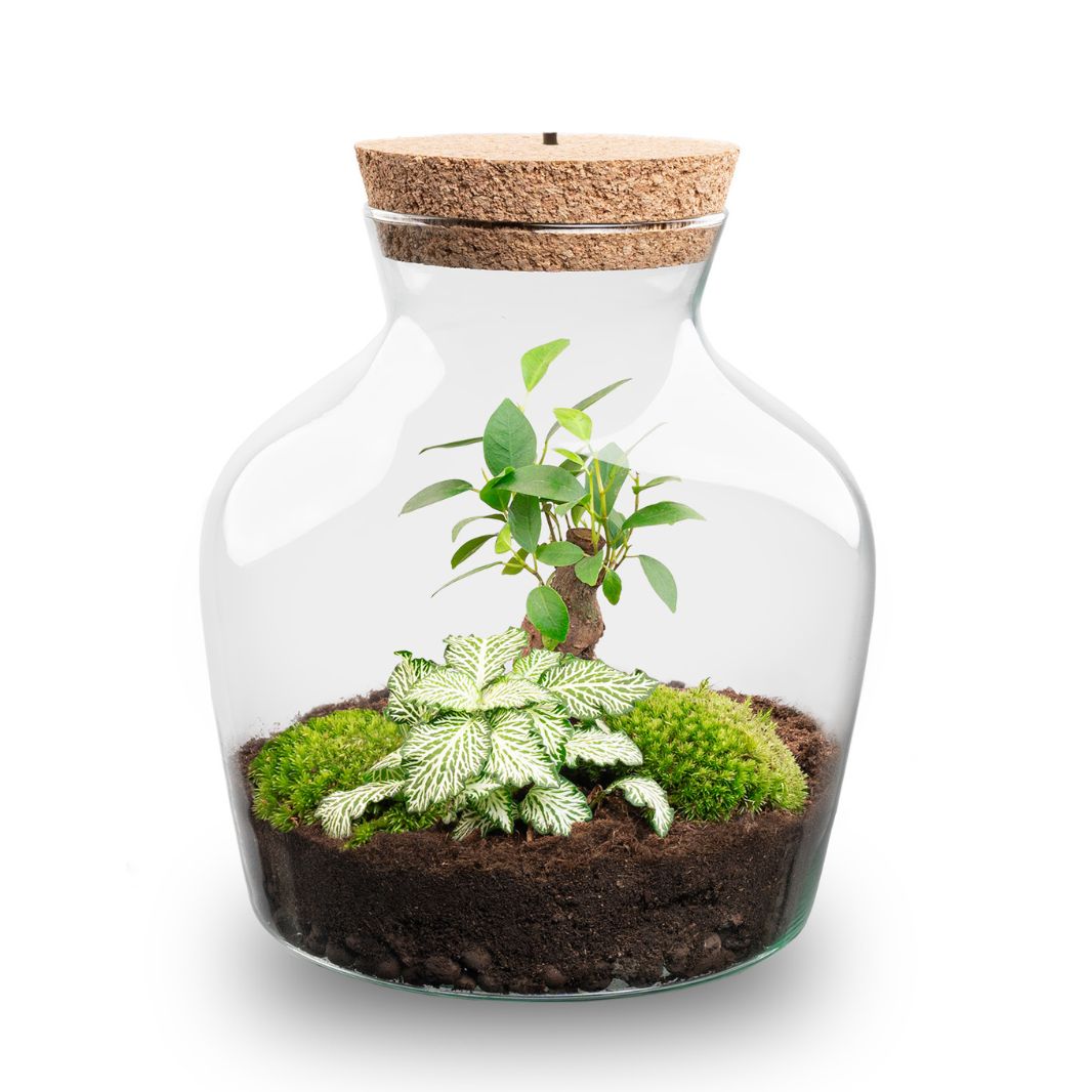 Andolino - Terrarium With Light - Diy Kit - Ø 20 Cm ↑ 22 Cm