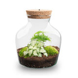 Andolino - Terrarium With Light - Diy Kit - Ø 20 Cm ↑ 22 Cm