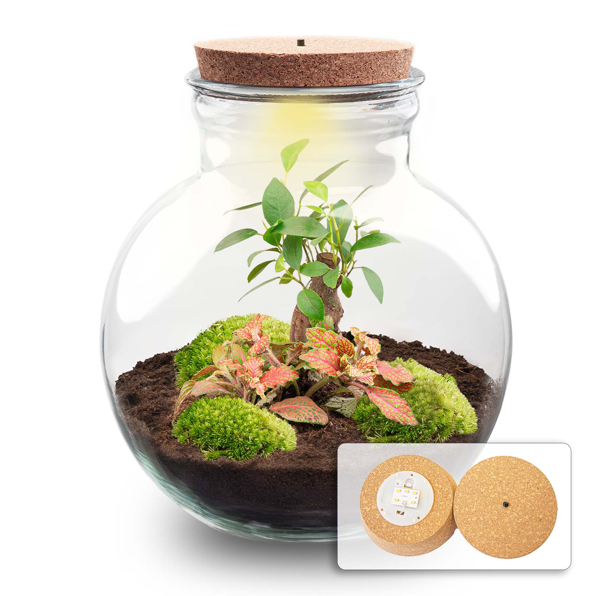 Terrarium Diy Kit - Vita Bonsai - ↑ 26,5 Cm