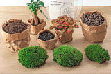 Terrarium Diy Kit - Vita Bonsai - ↑ 26,5 Cm