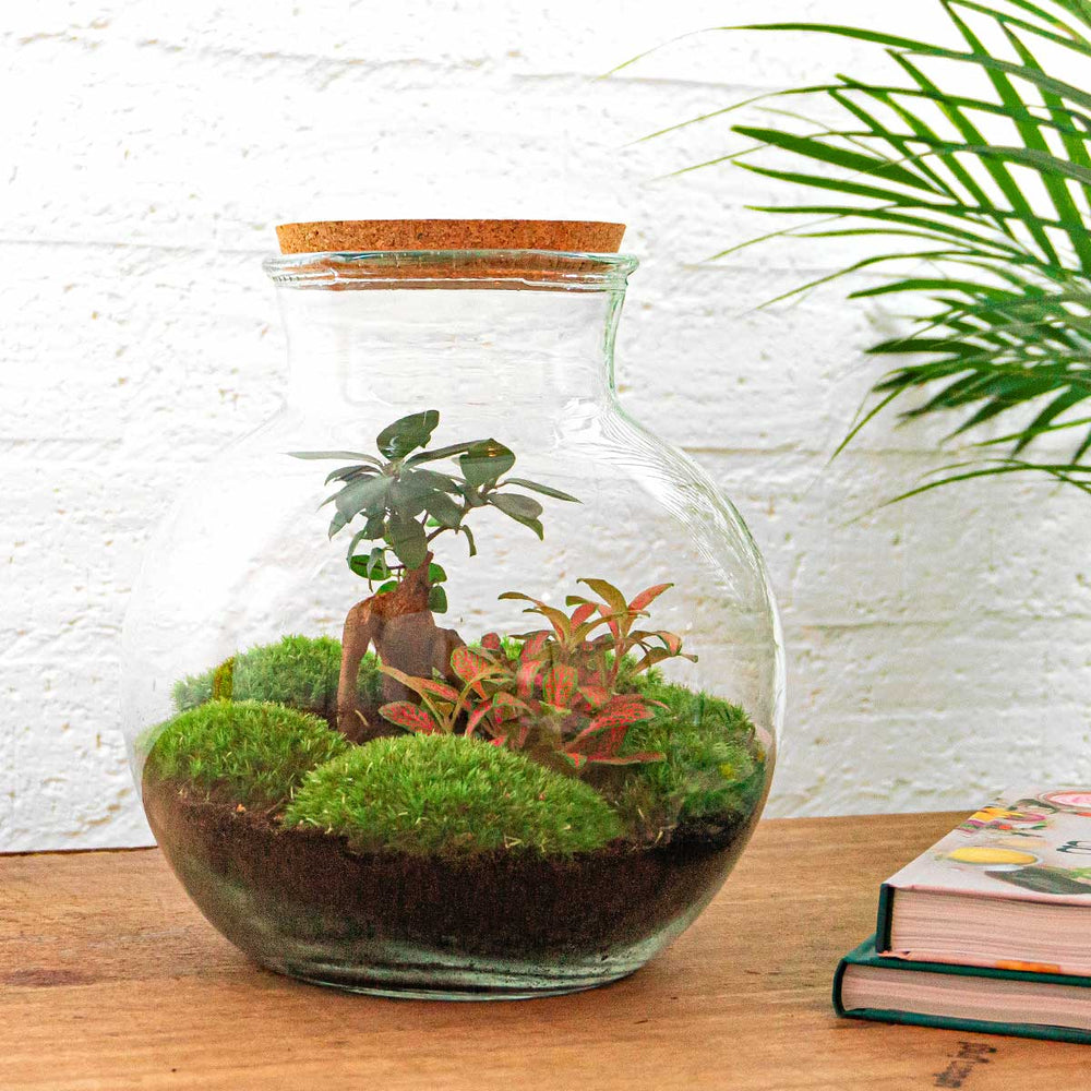 Terrarium Diy Kit - Vita Bonsai - ↑ 26,5 Cm