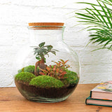 Terrarium Diy Kit - Vita Bonsai - ↑ 26,5 Cm