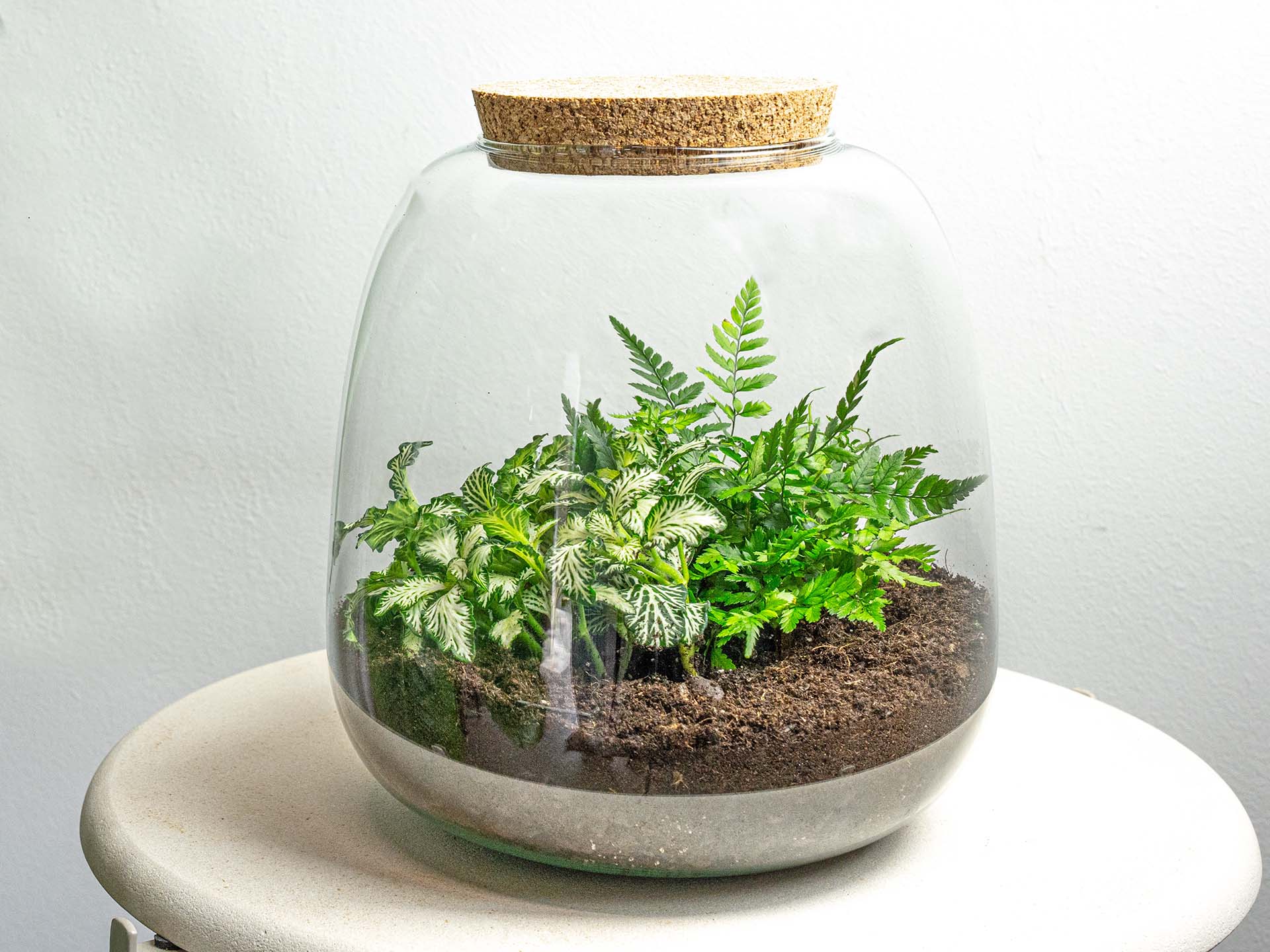 Terrarium Ginolino - ↑ 20 Cm - Ø 19 Cm - Relatiegeschenk